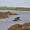 Phoques à la pointe de Kintyre / Seals at the far end of Kintyre