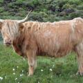 La célèbre vache des Highlands / The famous Highlands cow