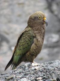 NZ 1024px kea