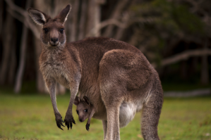 AUS Kangaroo