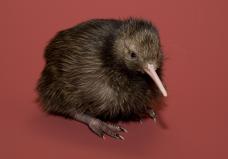 NZ Kiwi