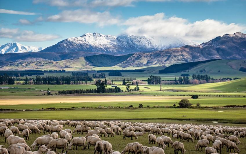 NZ Sheep