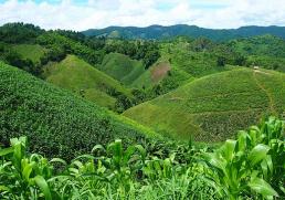 Tea field